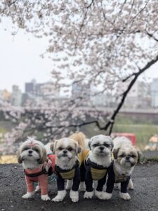 投稿についてもっと詳しく 桜は今が見頃ですね🌸