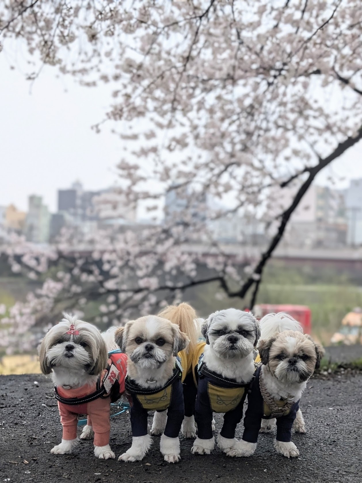 あなたが現在見ているのは 桜は今が見頃ですね🌸